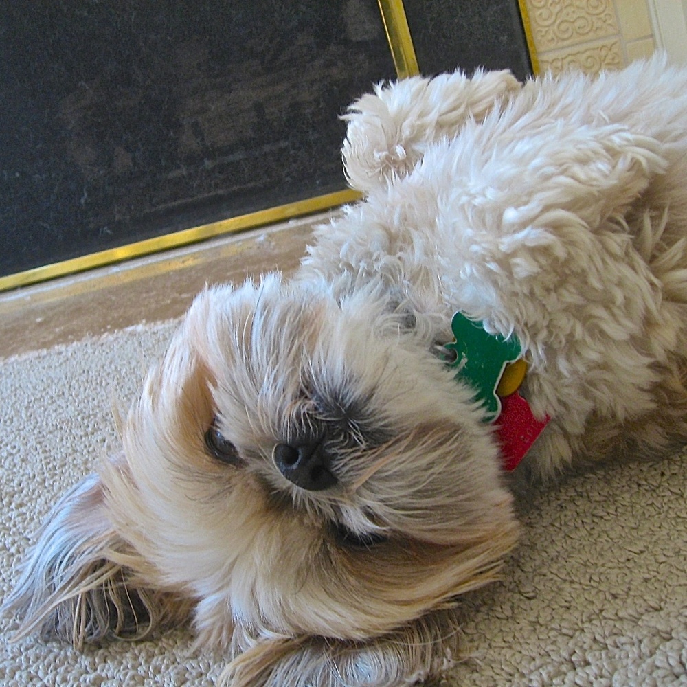 Meet your Posher, Holly